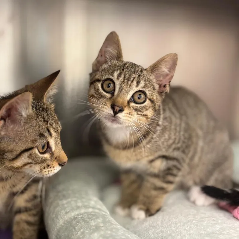 A baby small-sized female Brown / Chocolate Domestic Short Hair cat named Bolognese for adoption in Nashville, IN