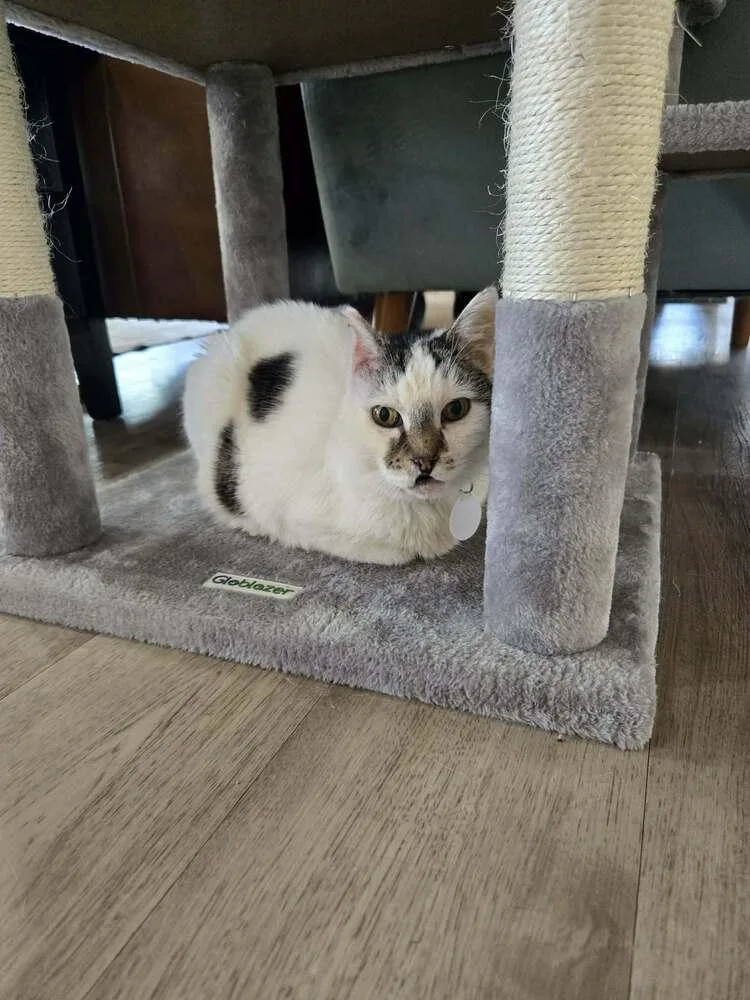 A senior medium-sized female Black & White / Tuxedo Domestic Short Hair cat named Edith for adoption in tucson, AZ