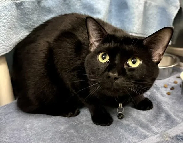 A young small-sized male Domestic Short Hair cat named Eclipse for adoption in Derwood, MD