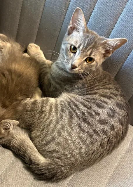 Sweetart thumbnail 3