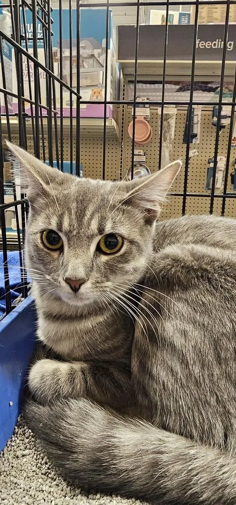 Sweetart thumbnail 4