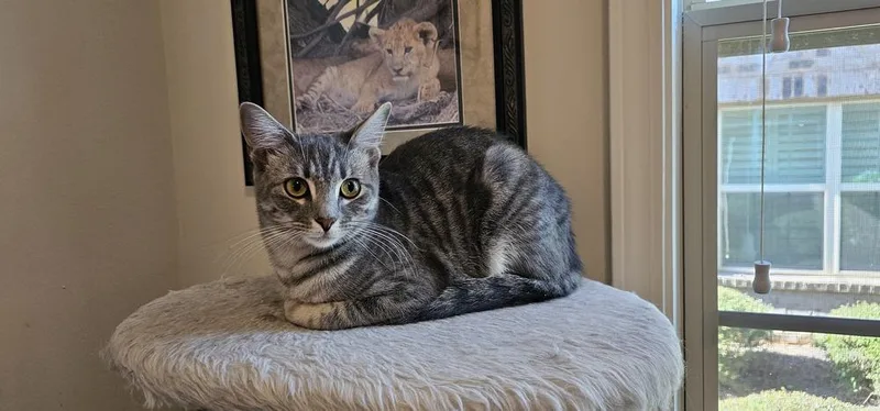 Sweetart thumbnail 5