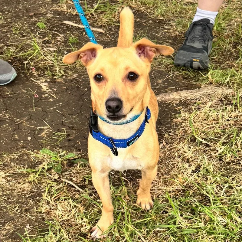 A young small-sized male Chihuahua dog named Chowder  Chino Hills for adoption in Chino Hills, CA