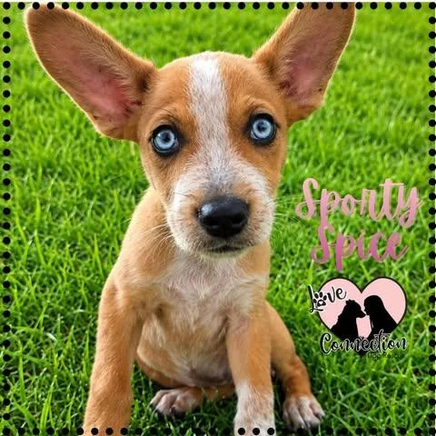A baby medium-sized female Brown / Chocolate Australian Cattle Dog / Blue Heeler dog named Sporty Spice for adoption in Gilbert, AZ