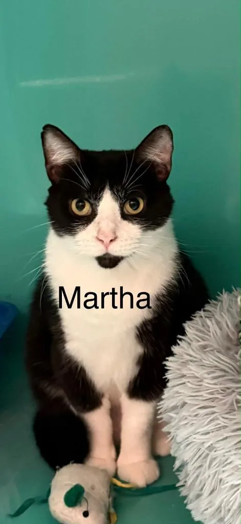 An adult small-sized female Domestic Short Hair cat named Martha for adoption in Plattsburgh, NY