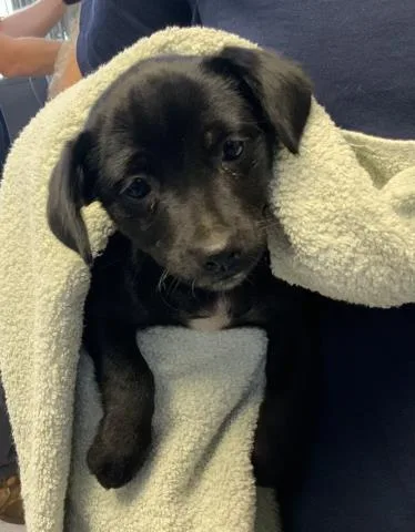 A baby small-sized female Labrador Retriever dog named A for adoption in Visalia, CA