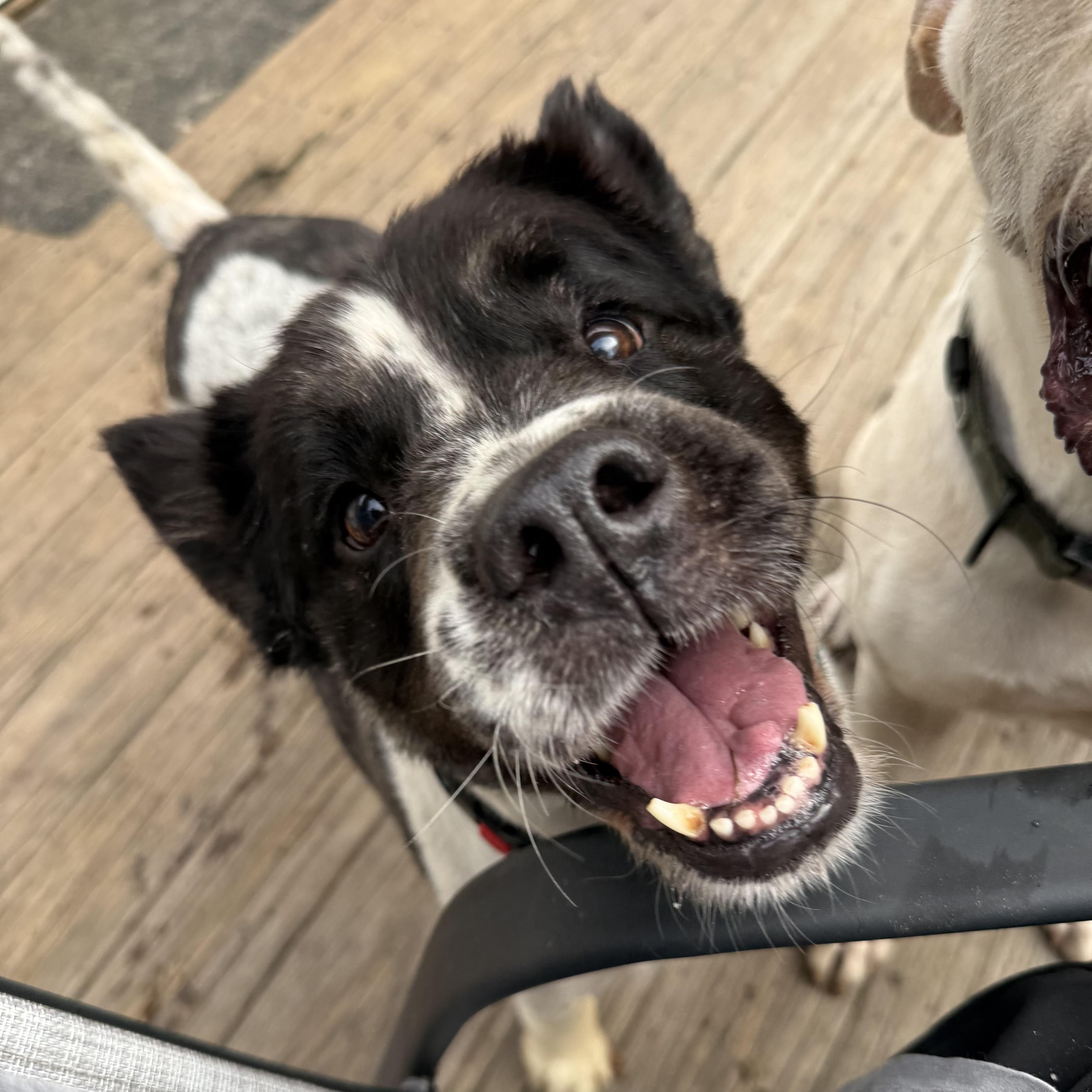 An adult medium-sized female Black Retriever dog named Campfire for adoption in Columbia, SC