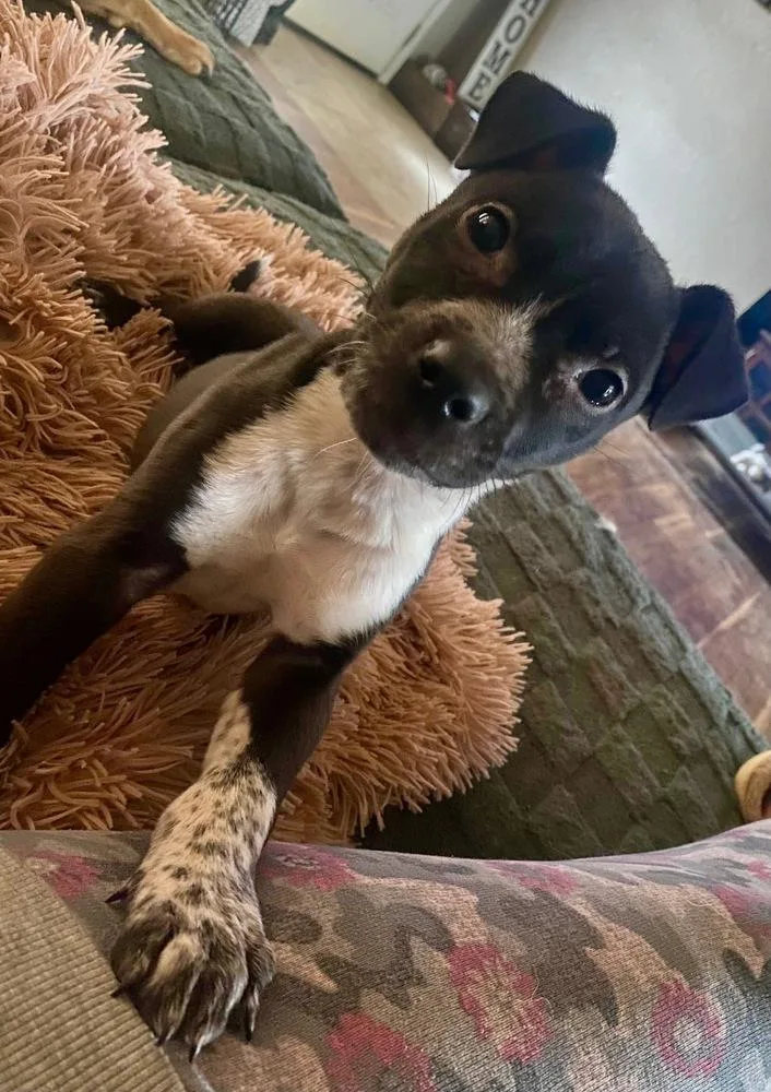 A baby medium-sized male Tricolor (Brown, Black, & White) Australian Cattle Dog / Blue Heeler dog named Magnus for adoption in Shawnee, OK