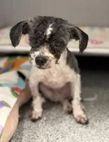 An adult small-sized male Gray / Blue / Silver Maltese dog named Dobbie for adoption in Tinley Park, IL