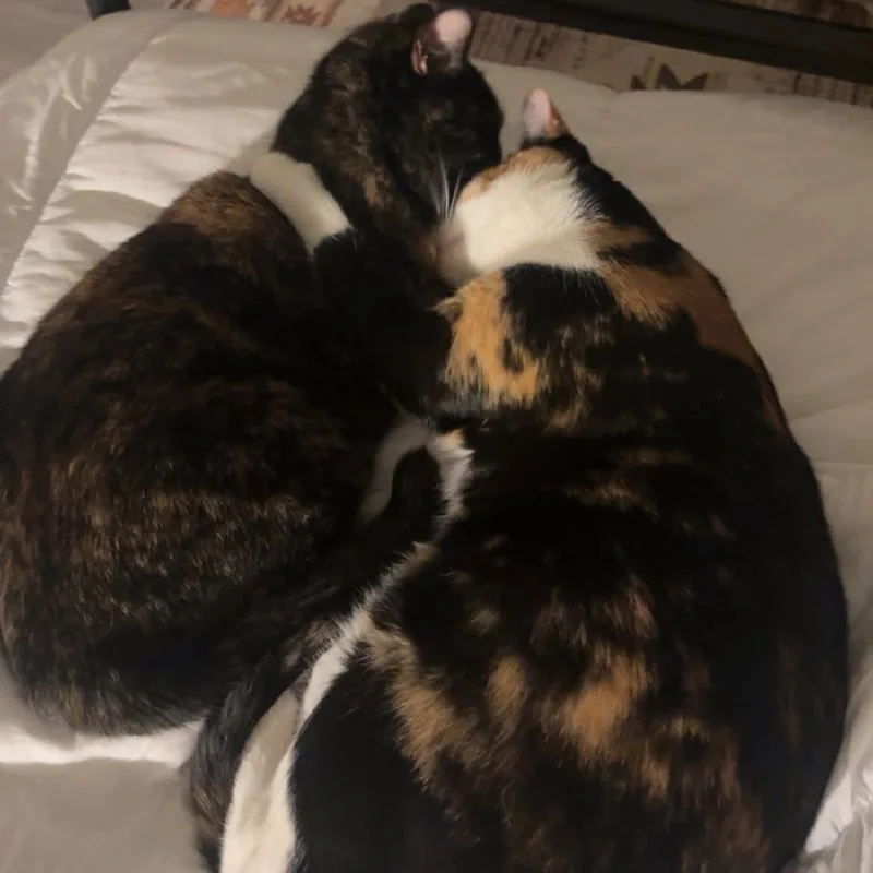 An adult large-sized female Tortoiseshell Domestic Short Hair cat named Pepper for adoption in Pearland, TX