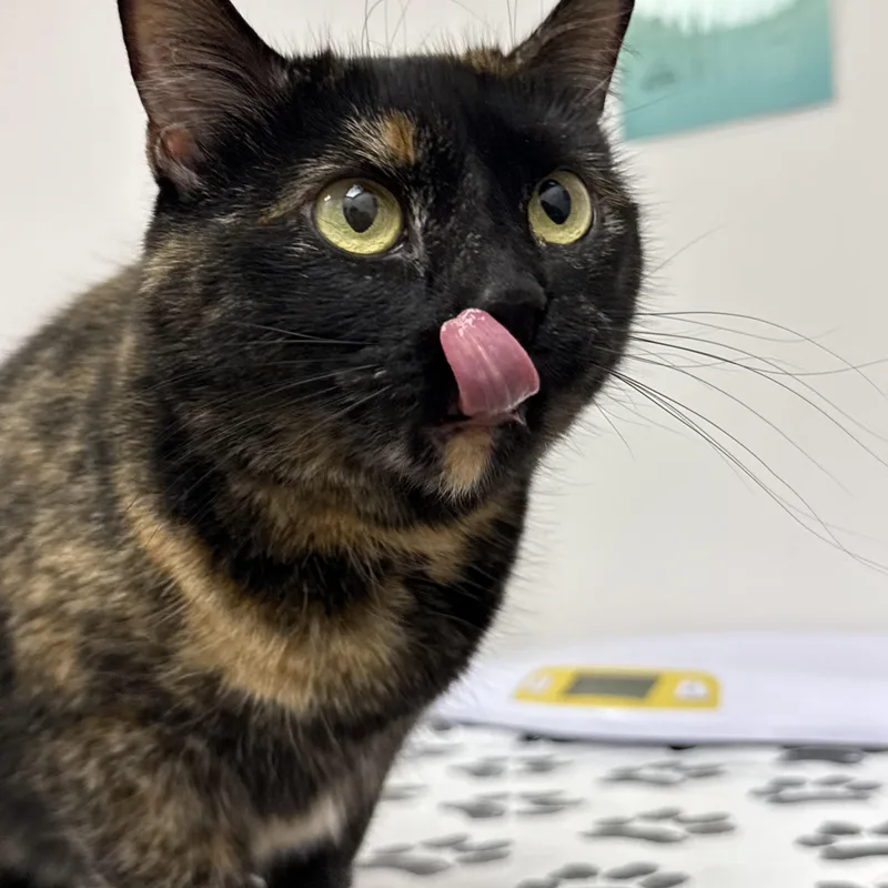 Pepper thumbnail 2