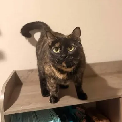 Pepper thumbnail 3