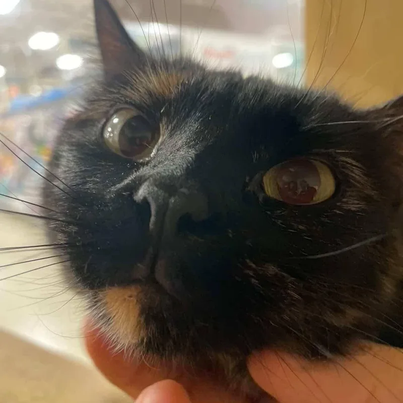 Pepper thumbnail 4