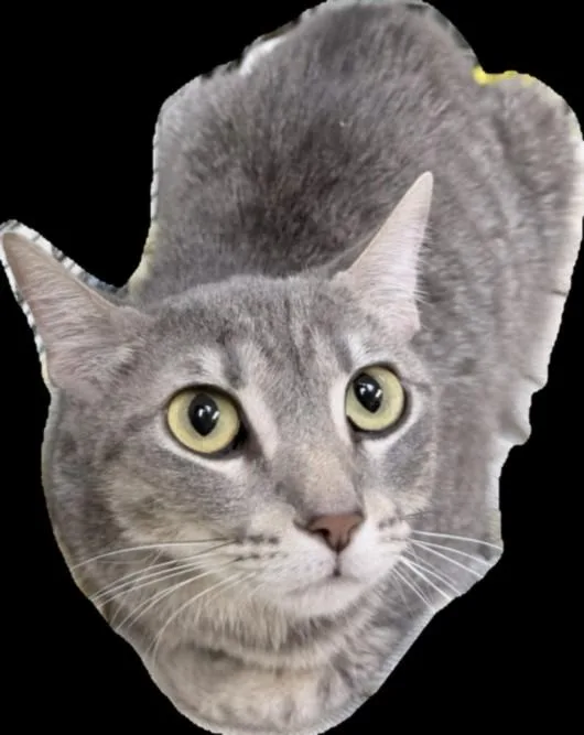 An adult medium-sized female Domestic Short Hair cat named Rosalinda for adoption in Los Angeles, CA