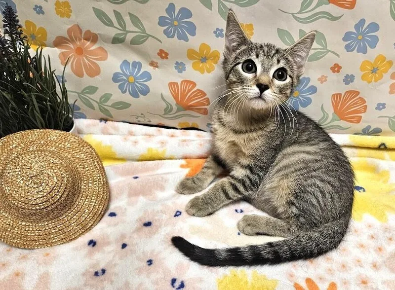 A baby small-sized male Tabby cat named Vito for adoption in Greensboro, NC