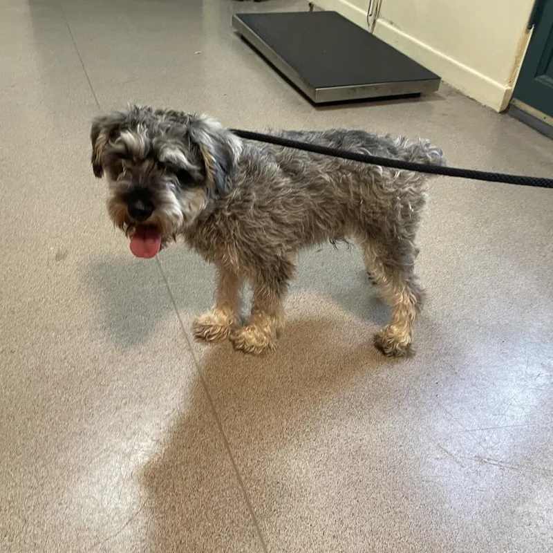 An adult small-sized male Gray / Blue / Silver Miniature Schnauzer dog named SpaghettiO for adoption in Pasadena, CA