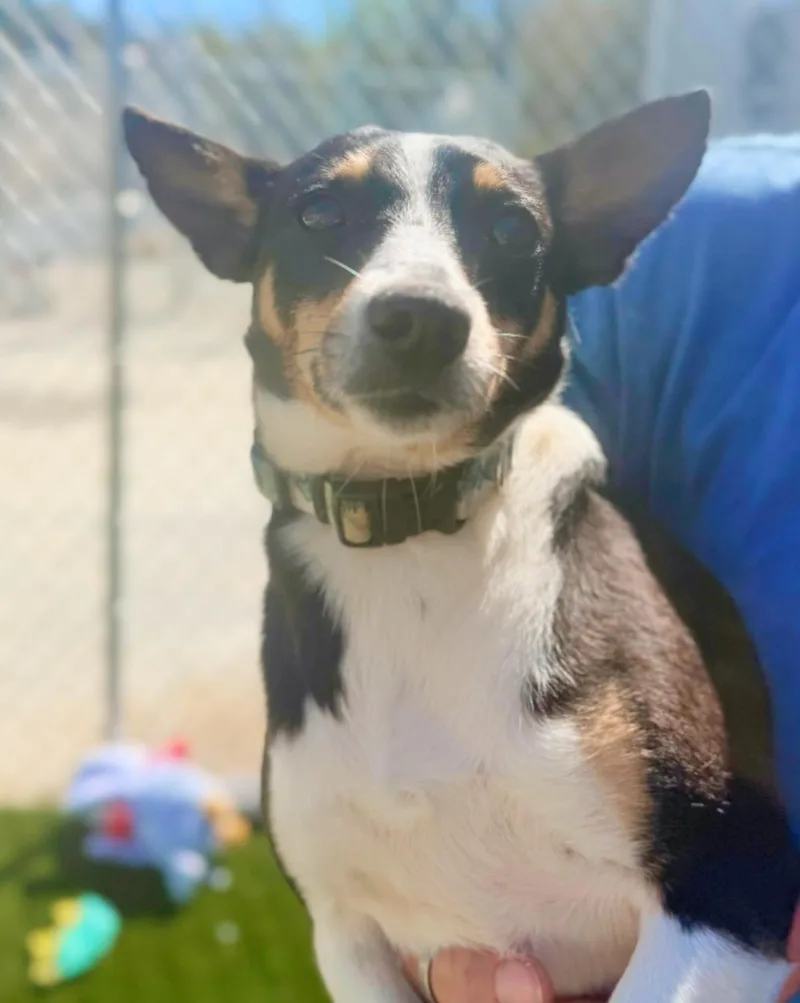 A senior small-sized male Tricolor (Brown, Black, & White) Jack Russell Terrier dog named Milo for adoption in Warren, OH