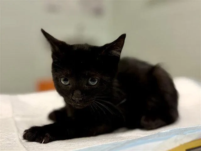 A baby small-sized female Black Domestic Short Hair cat named Ziti for adoption in Tavares, FL