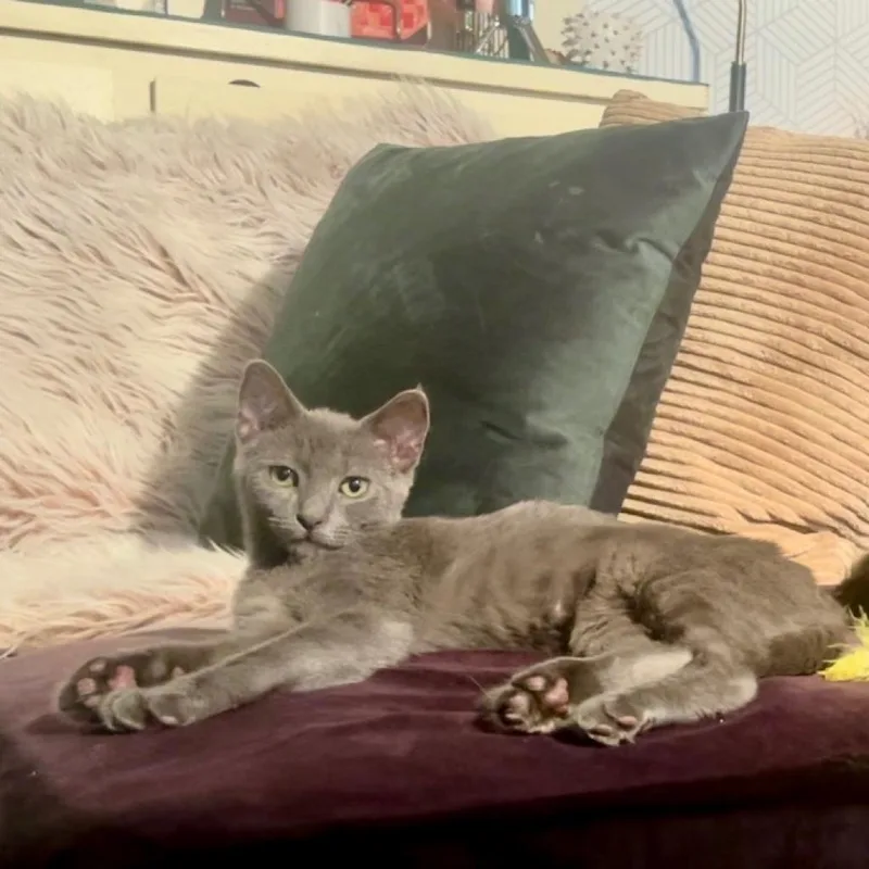 Pepperoni thumbnail 2