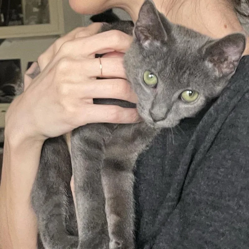 Pepperoni thumbnail 3