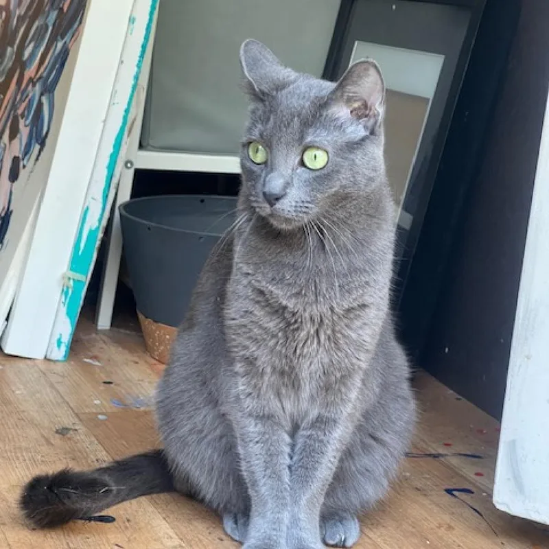 Pepperoni thumbnail 4