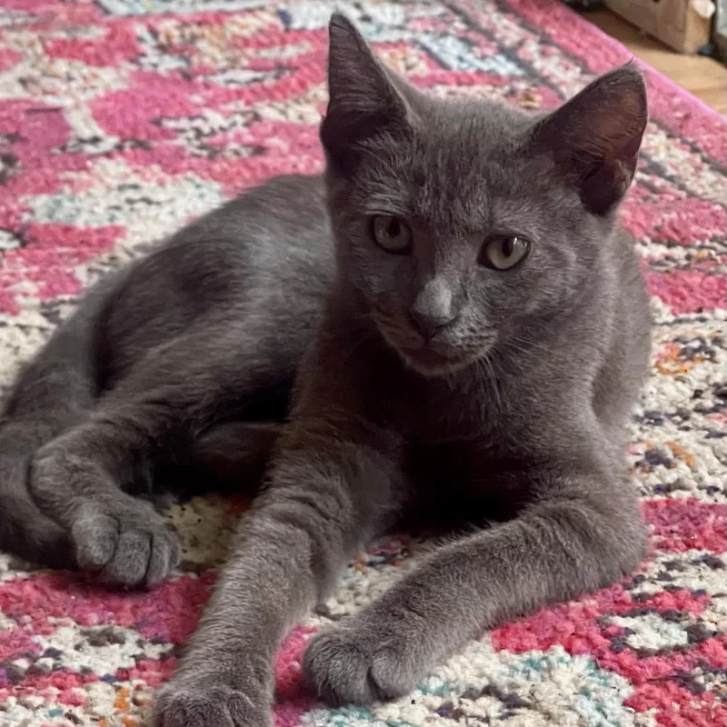 Pepperoni thumbnail 6