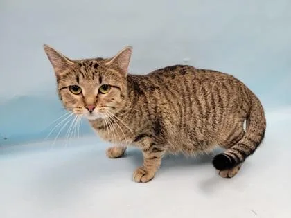 An adult small-sized female Domestic Short Hair cat named Gizmo for adoption in Coon Rapids, MN