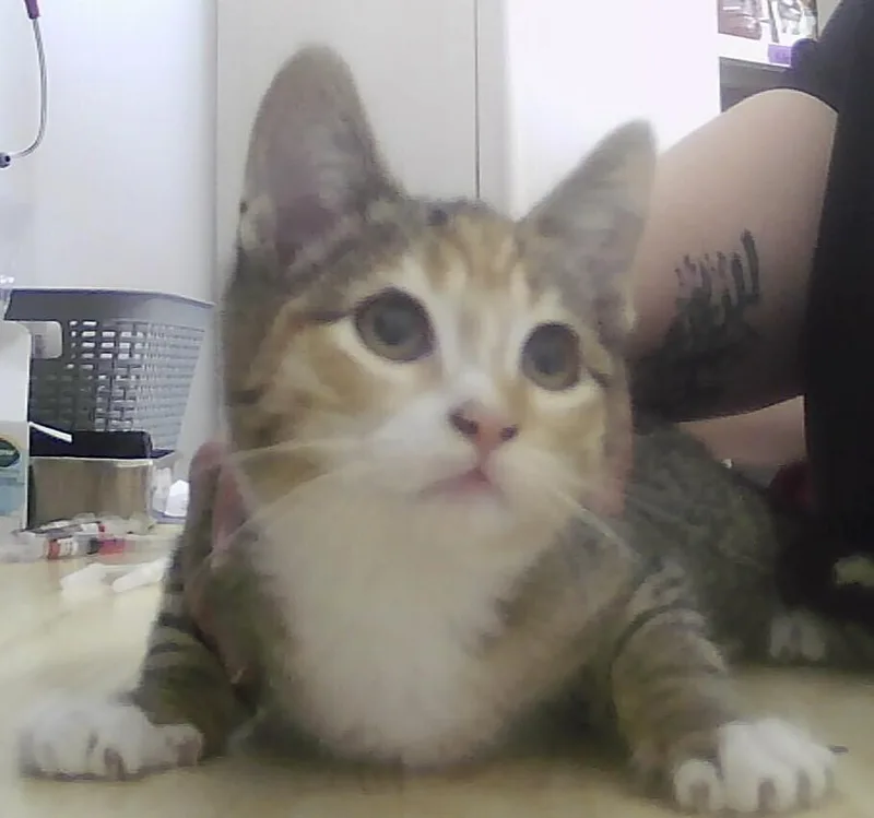 A baby small-sized female Domestic Short Hair cat named Claire for adoption in Anoka, MN