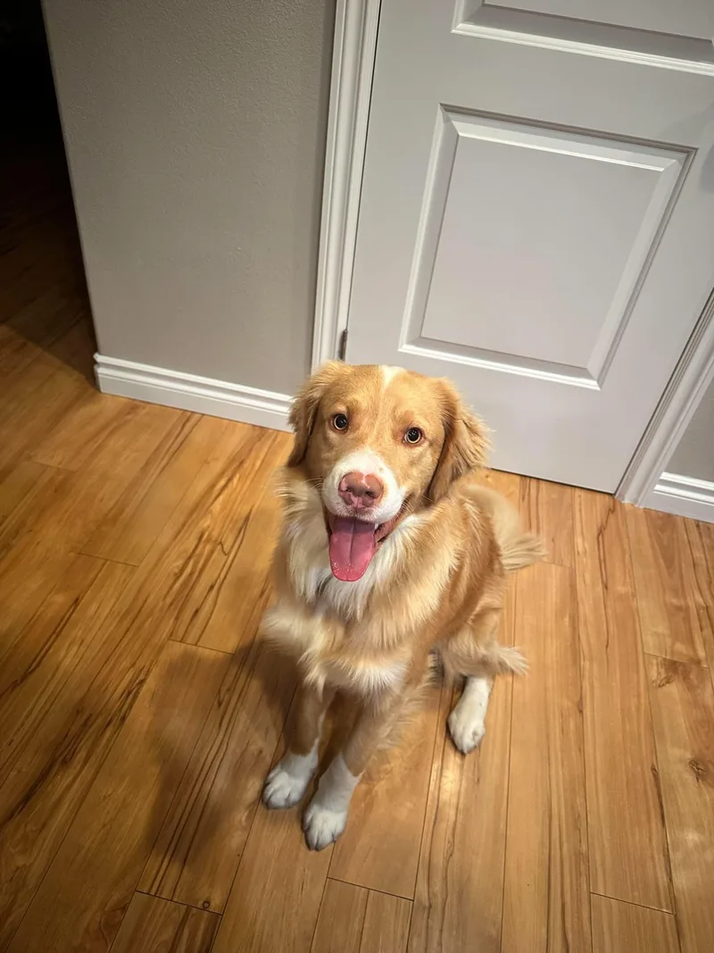 An adult large-sized male English Springer Spaniel dog named Moe for adoption in Anchorage, AK