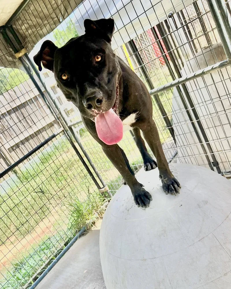 A young medium-sized male Labrador Retriever dog named Raider for adoption in Shreveport, LA