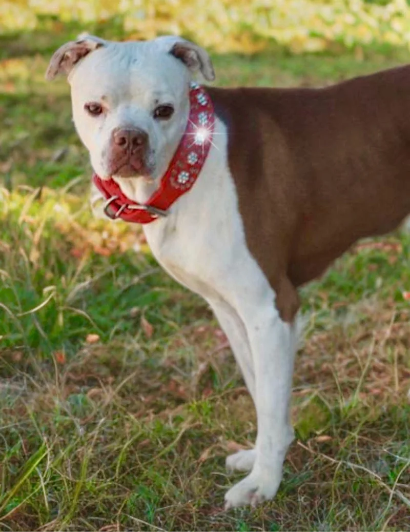 An adult medium-sized male American Staffordshire Terrier dog named Stuey for adoption in Kingman, AZ