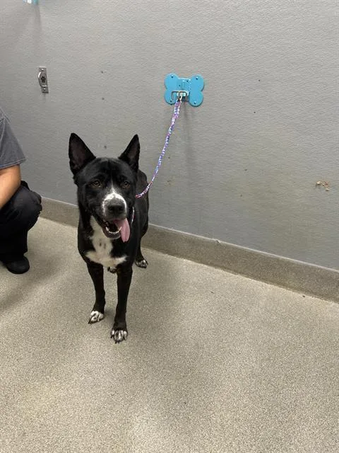 A young large-sized female German Shepherd Dog dog named Salsa for adoption in Las Vegas, NV