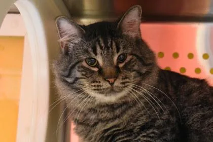 An adult medium-sized male Domestic Medium Hair cat named Mowgli for adoption in Kansas City, MO