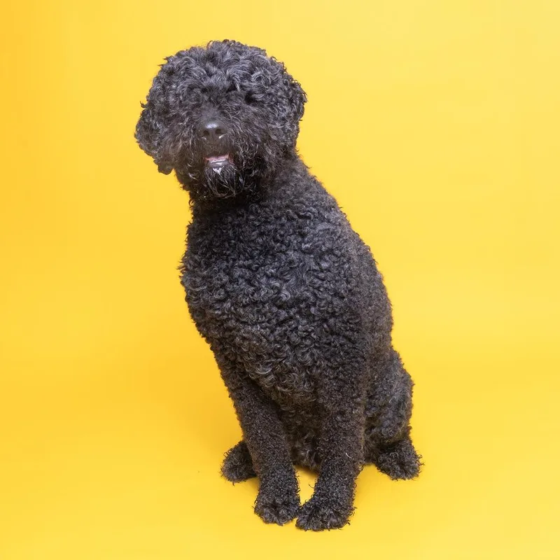 An adult large-sized male Black Mixed Breed dog named Bam for adoption in Franklin, TN