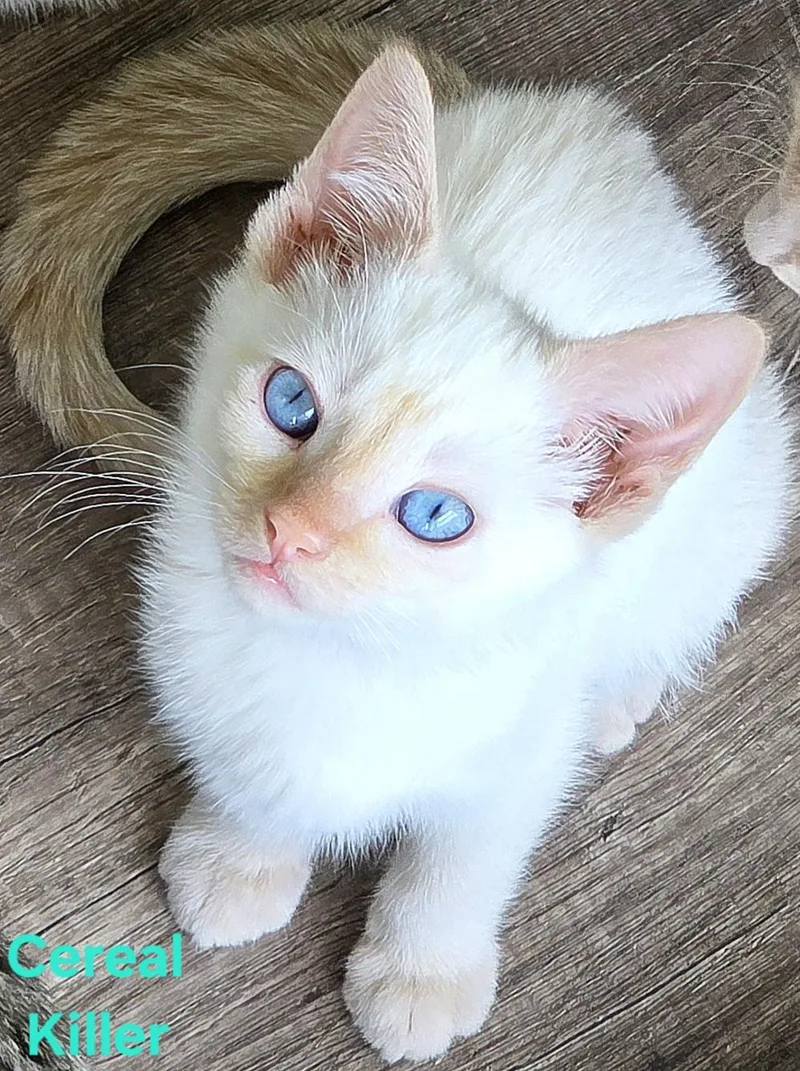 A baby small-sized male Flame Point Domestic Short Hair cat named Cereal Killer for adoption in Knoxville, TN