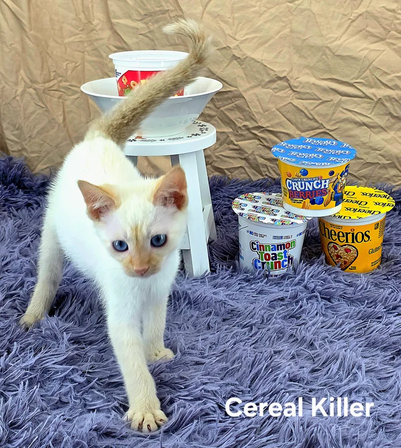 Cereal Killer thumbnail 2