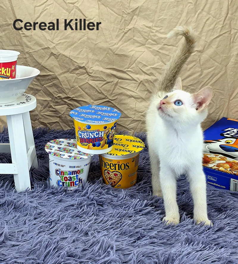 Cereal Killer thumbnail 3