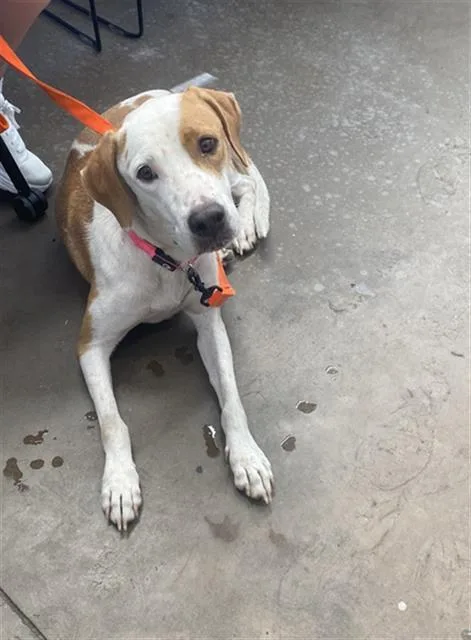 A young large-sized female Mixed Breed dog named Lily for adoption in Dallas, TX
