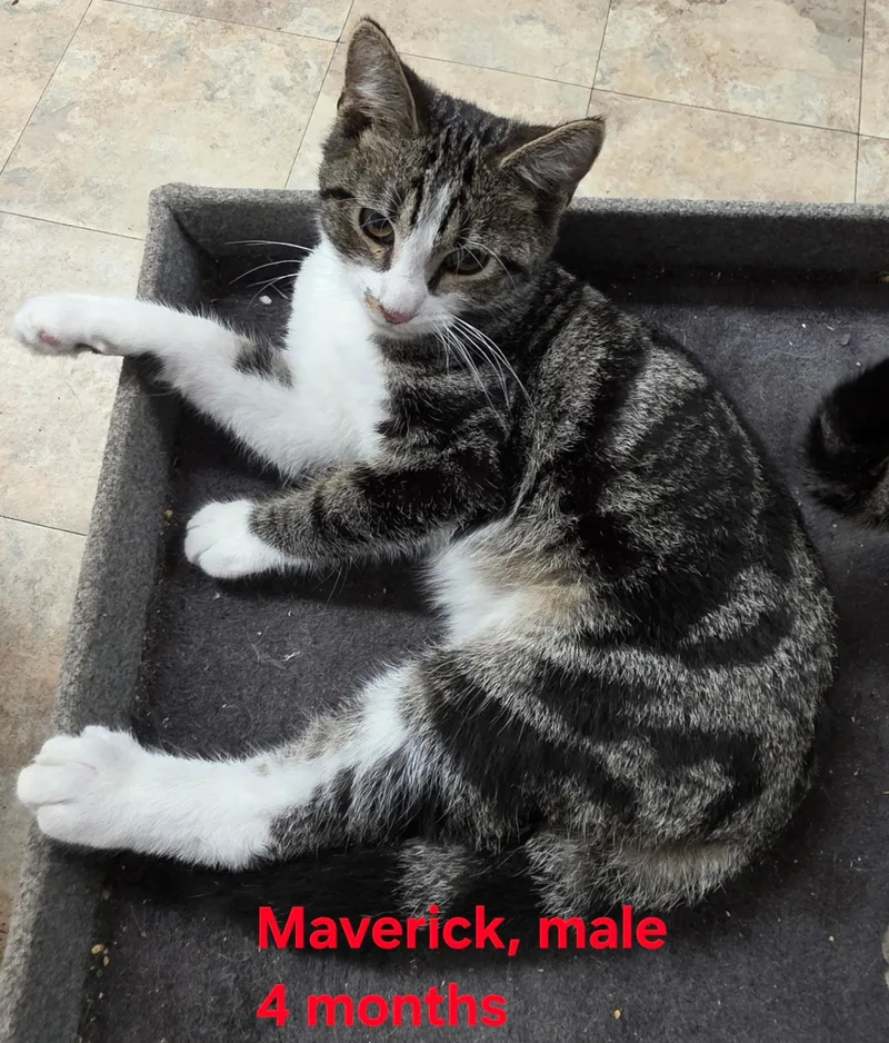 Maverick
