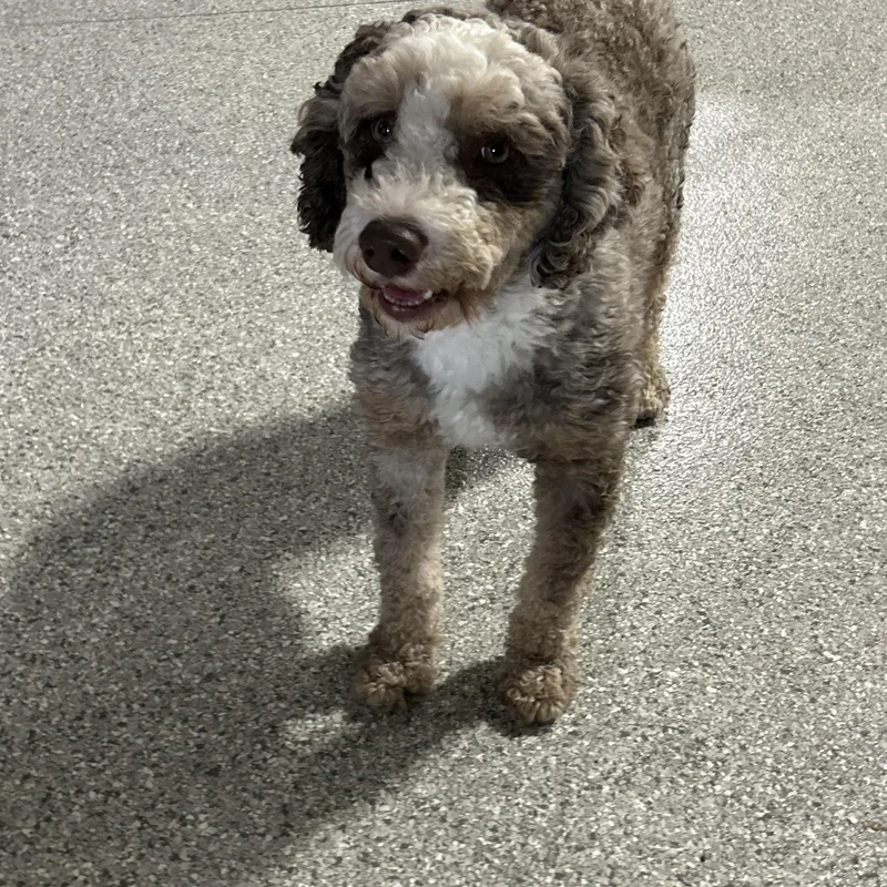 Kane  Lbs thumbnail 4