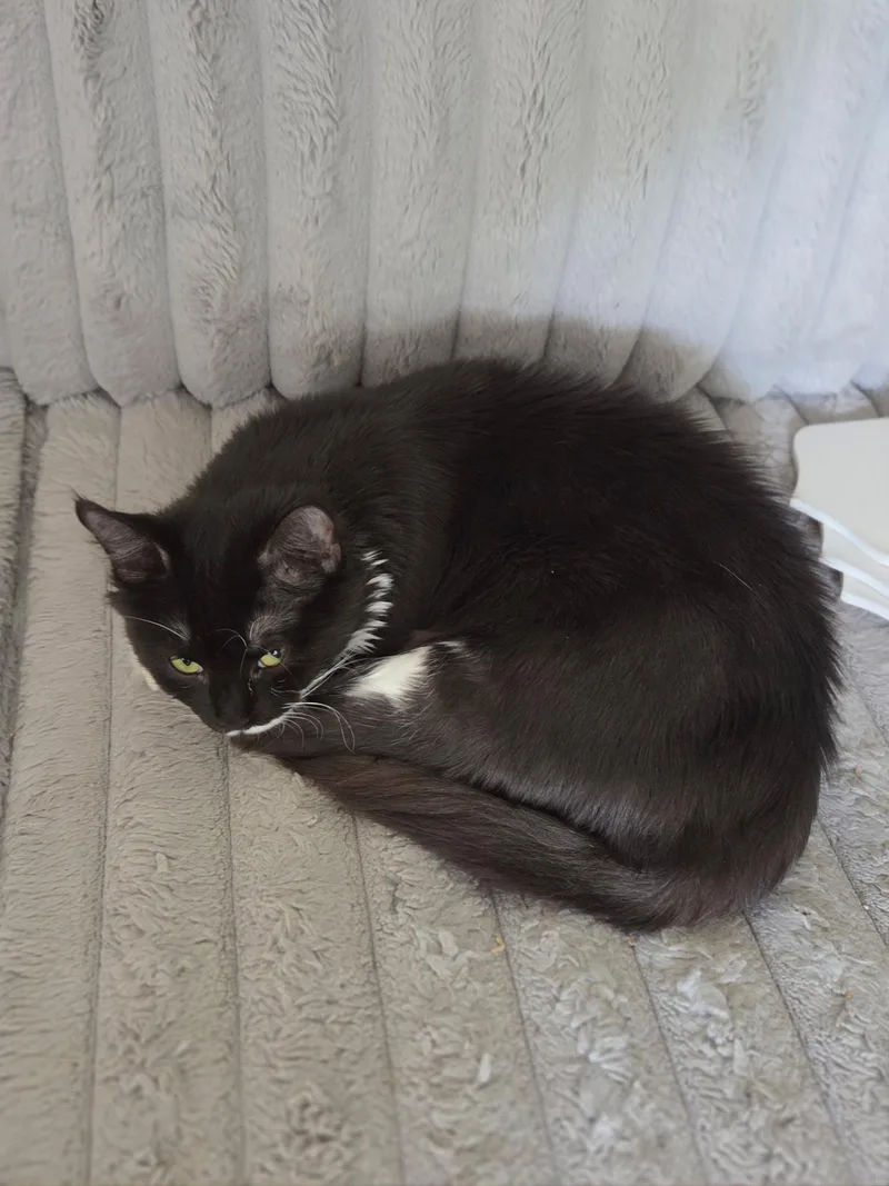 An adult medium-sized female Tuxedo cat named Olive for adoption in Fort Myers, FL