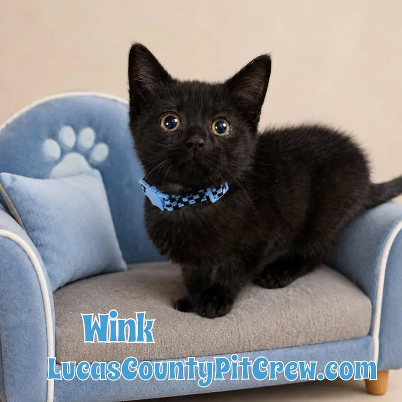 Wink