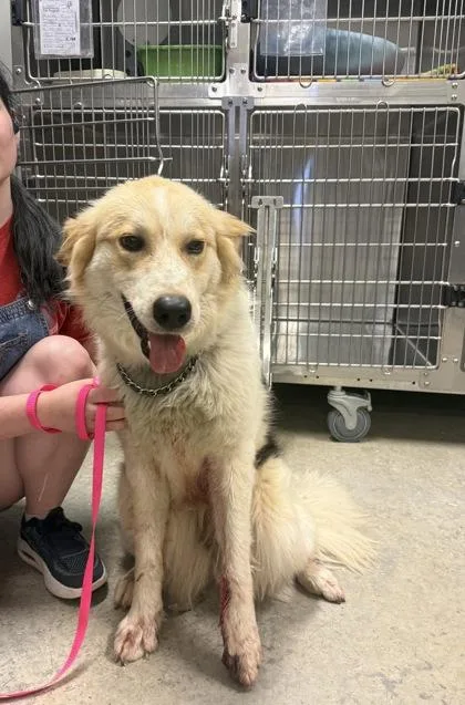An adult large-sized female Great Pyrenees dog named Martha for adoption in Bowling Green, KY
