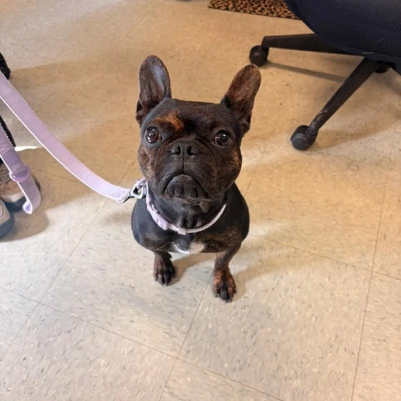 A young small-sized female Black French Bulldog dog named Bella for adoption in Medina, OH