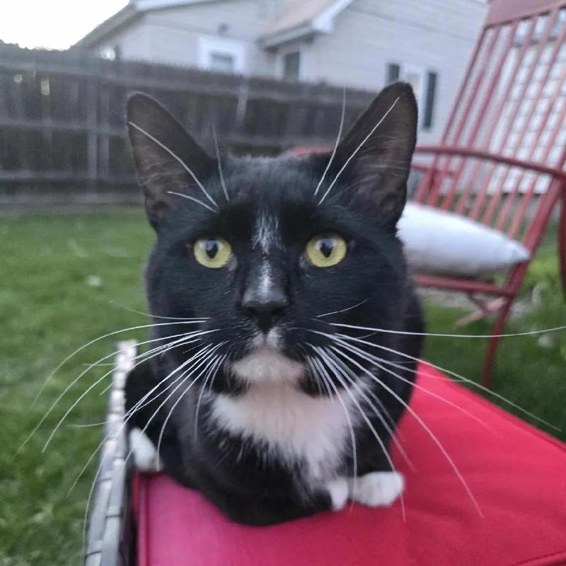A young large-sized male Black Domestic Short Hair cat named Percival for adoption in International Falls, MN