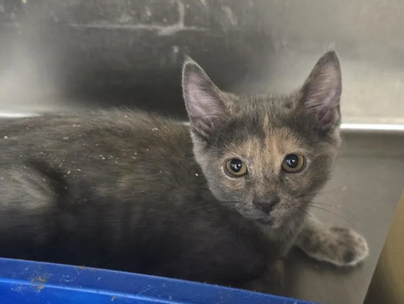 An adult small-sized female Gray / Blue / Silver Domestic Short Hair cat named Oakley for adoption in Broomfield, CO