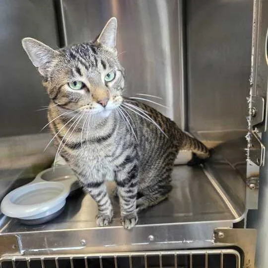An adult large-sized male Brown / Chocolate Domestic Short Hair cat named Stickers for adoption in Davenport, IA