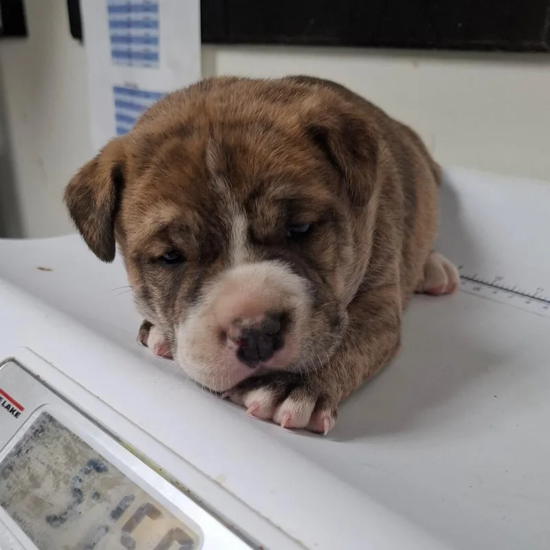 A baby medium-sized male Brindle English Bulldog dog named Norbit for adoption in Parrish, AL