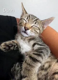 A baby small-sized male Tabby (Brown / Chocolate) Domestic Short Hair cat named Dunn for adoption in Ruskin, FL