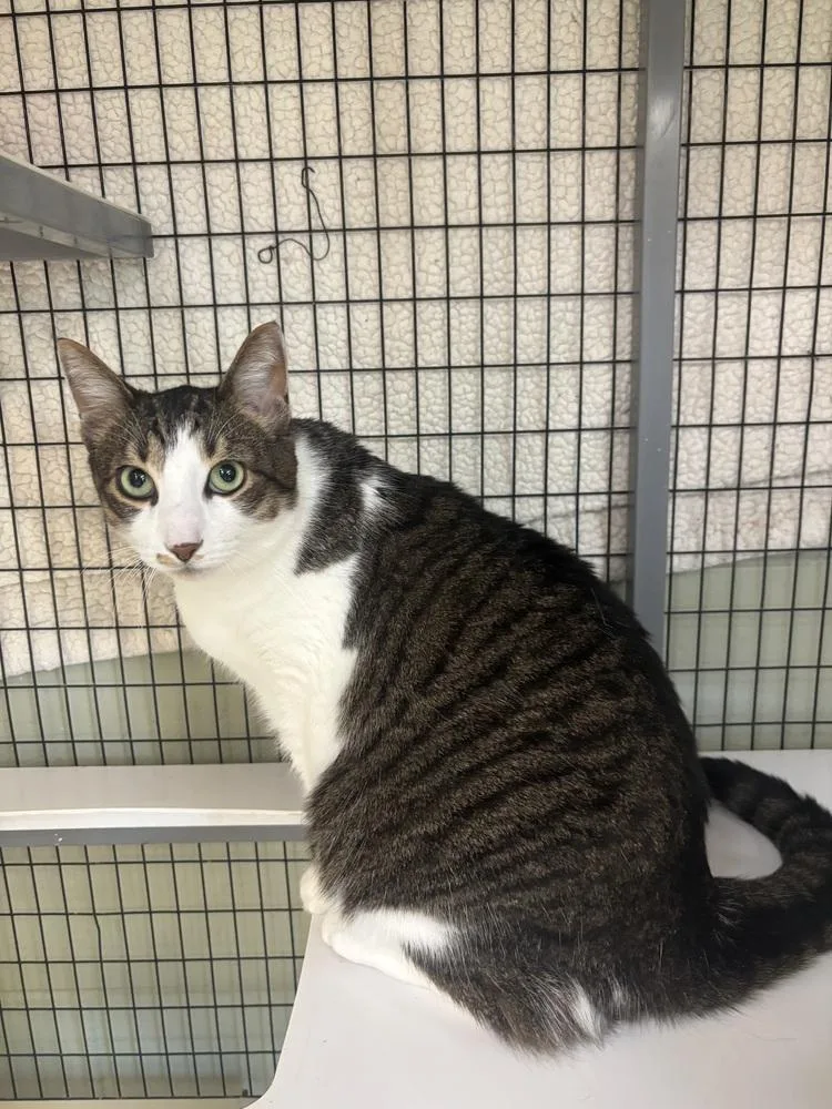 An adult medium-sized male Black & White / Tuxedo Domestic Short Hair cat named Rona for adoption in Kalamazoo, MI